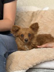 Found/Stray Male Dog last seen Tenaya and twain, Spring Valley, NV 89147