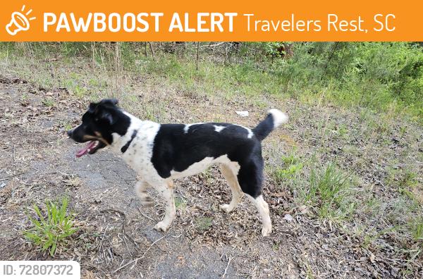 Found/Stray Male Dog last seen Old white horse rd travelers rest sc, Travelers Rest, SC 29617
