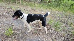 Found/Stray Male Dog last seen Old white horse rd travelers rest sc, Travelers Rest, SC 29617