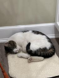 Lost Male Cat last seen East Pea Ridge, Huntington, WV 25705