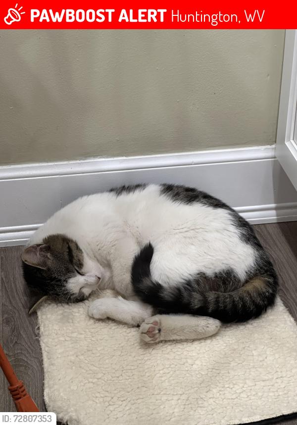 Lost Male Cat last seen East Pea Ridge, Huntington, WV 25705