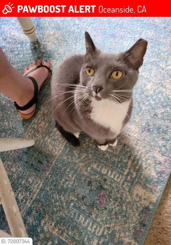 Lost Female Cat last seen N.River Rd. & Douglas , Oceanside, CA 92058