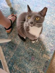 Lost Female Cat last seen N.River Rd. & Douglas , Oceanside, CA 92058