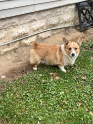 Lost Male Dog last seen George Ave and maple Ave near the pub two guys grill and pub, Essex, MD 21221