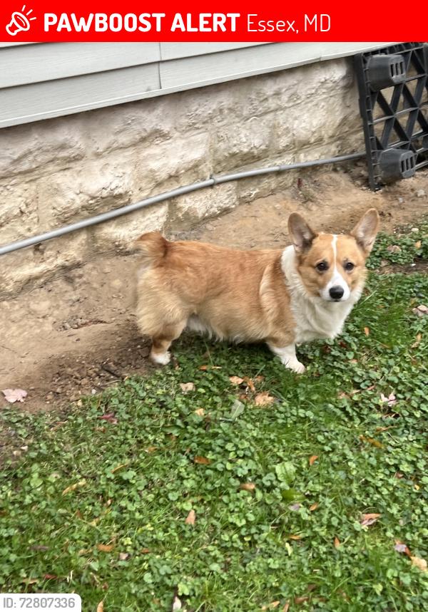 Lost Male Dog last seen George Ave and maple Ave near the pub two guys grill and pub, Essex, MD 21221