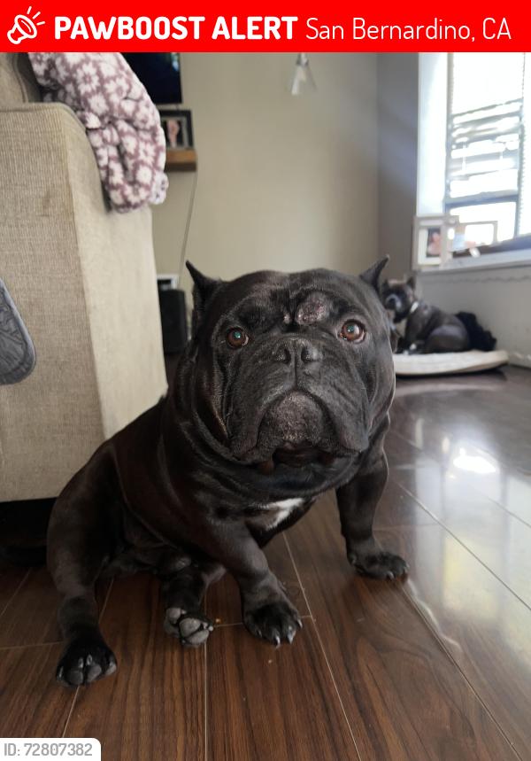 Lost Male Dog last seen E 44th street & Waterman Ave, San Bernardino, CA 92404