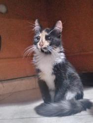Lost Female Cat last seen Rua Cearense, 174, Pilar, Duque de Caxias , Jurema, RJ 25265-008