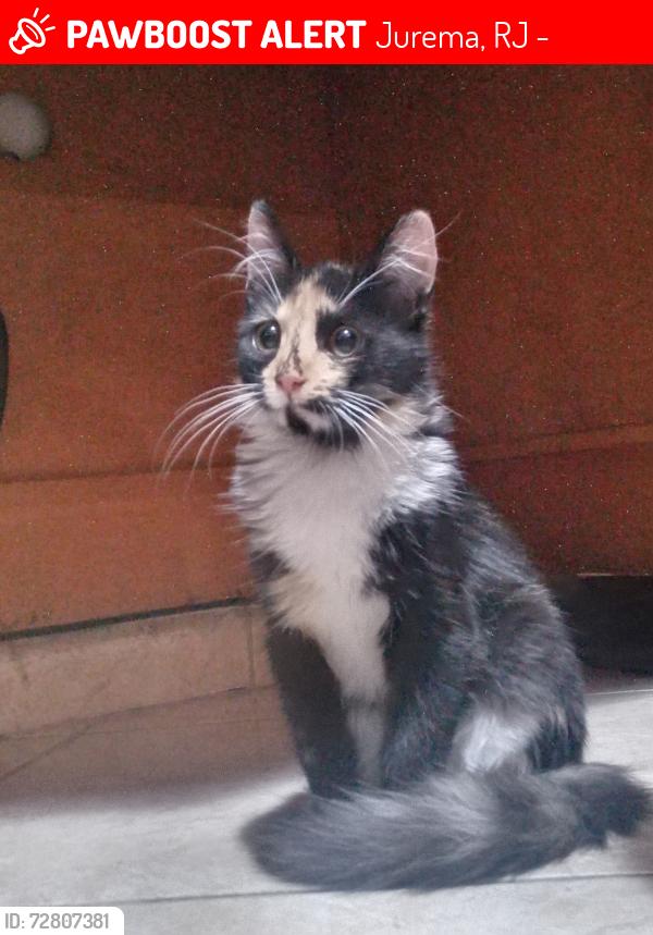 Lost Female Cat last seen Rua Cearense, 174, Pilar, Duque de Caxias , Jurema, RJ 25265-008