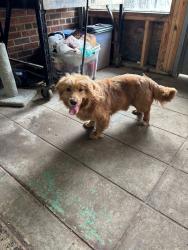 Found/Stray Unknown Dog last seen Gary Animal Control, Gary, IN 46402