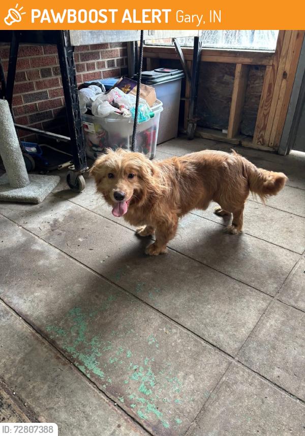 Found/Stray Unknown Dog last seen Gary Animal Control, Gary, IN 46402