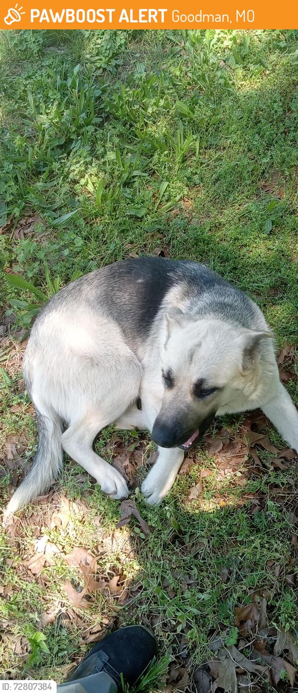 Found/Stray Female Dog last seen s school st, Goodman, MO 64843