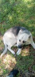 Found/Stray Female Dog last seen s school st, Goodman, MO 64843