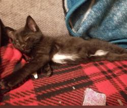 Lost Female Cat last seen Charles and Woods, Solvay, NY 13209