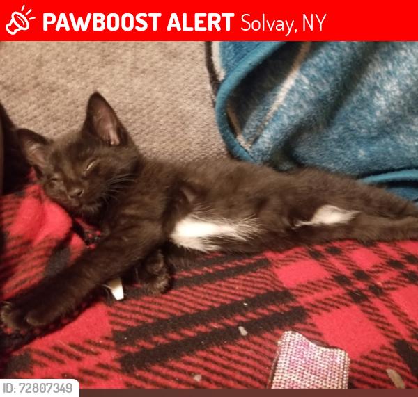 Lost Female Cat last seen Charles and Woods, Solvay, NY 13209