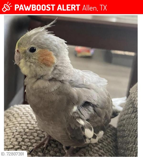 Lost Male Bird last seen Sonora Dr, Allen, TX 75013