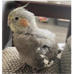 Lost Male Bird last seen Sonora Dr, Allen, TX 75013