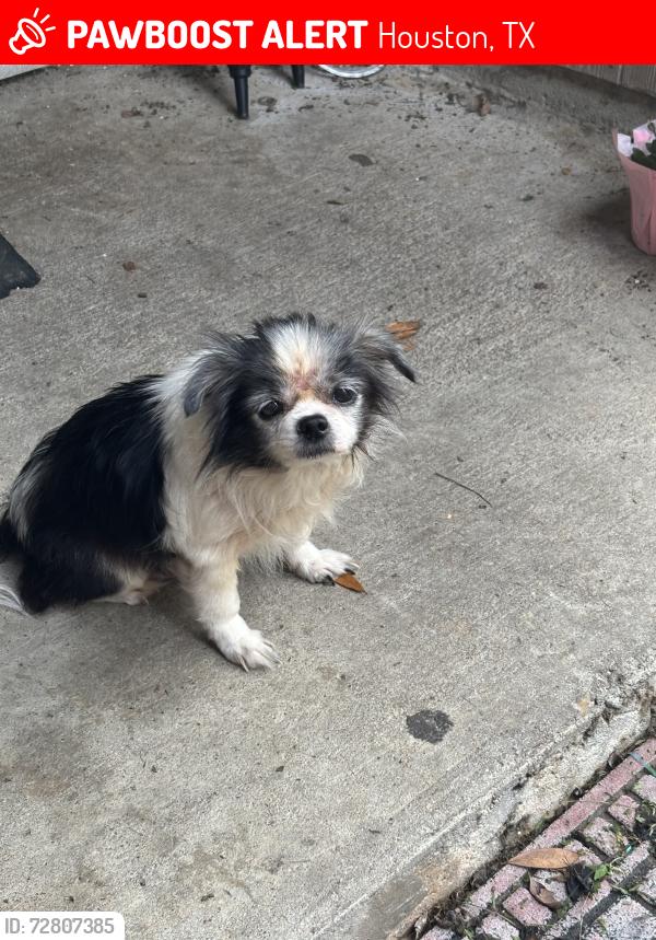 Lost Male Dog last seen Nordway Loch Langham Dr, Houston, TX 77084