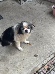 Lost Male Dog last seen Nordway Loch Langham Dr, Houston, TX 77084