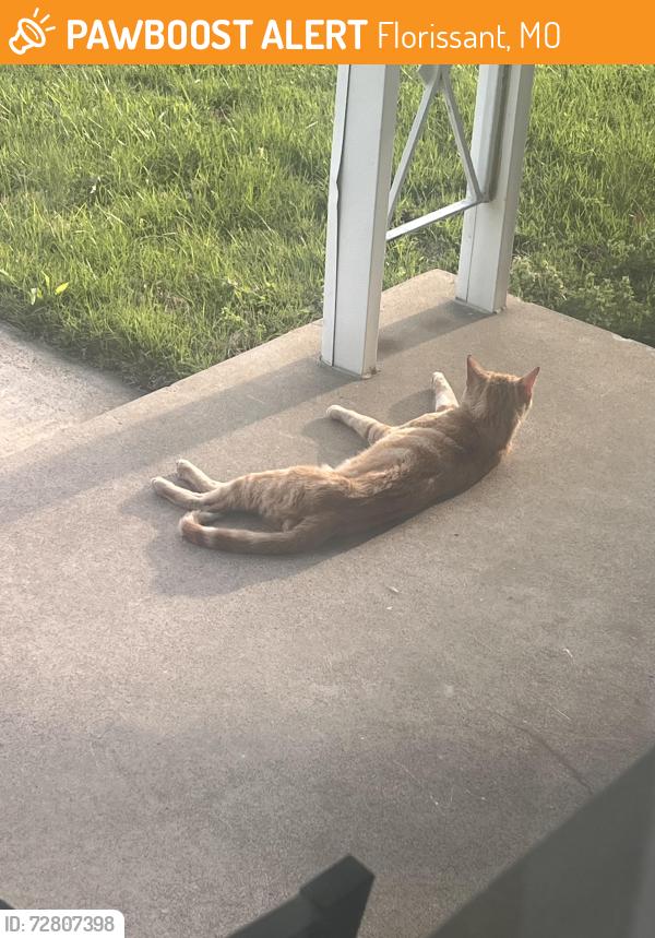 Found/Stray Unknown Cat last seen Northridge place, Florissant, MO 63033