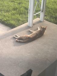 Found/Stray Unknown Cat last seen Northridge place, Florissant, MO 63033