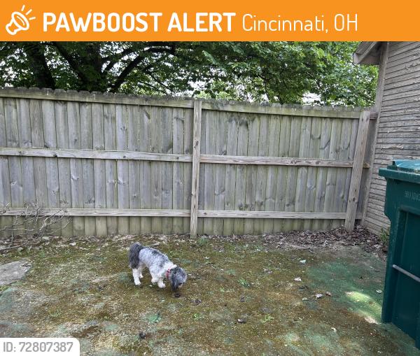 Found/Stray Male Dog last seen Price Hill, Cincinnati, OH 45204