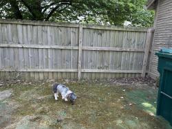 Found/Stray Male Dog last seen Price Hill, Cincinnati, OH 45204