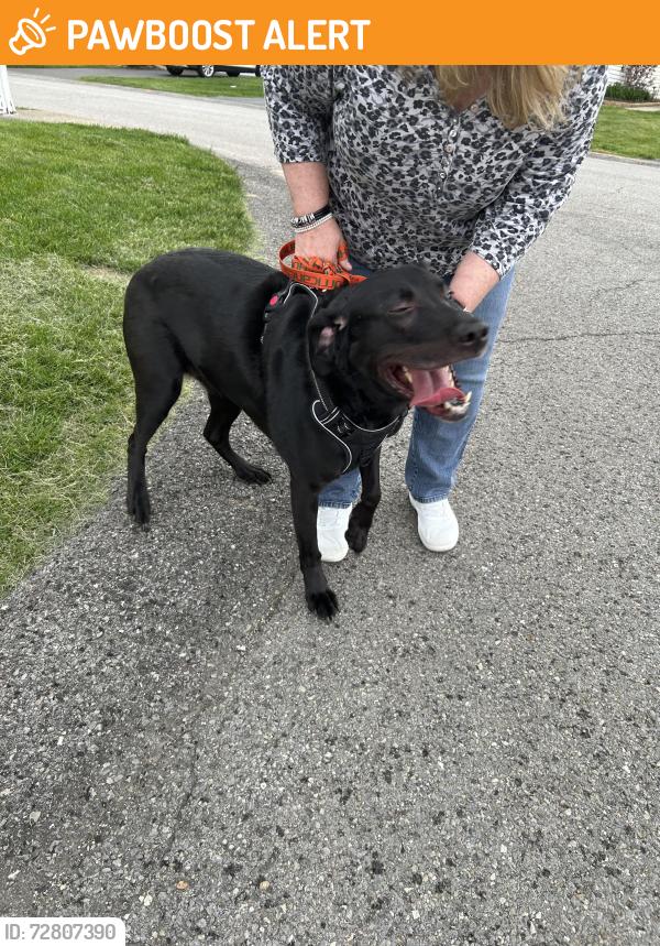 Found/Stray Female Dog last seen Glen Eden s, Cranberry Township, PA 16066