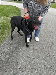 Found/Stray Female Dog last seen Glen Eden s , Cranberry Township, PA 16066