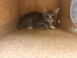 Shelter Stray Male Cat last seen MAGNOLIA X JEFFERSON, Jurupa Valley, CA 92509