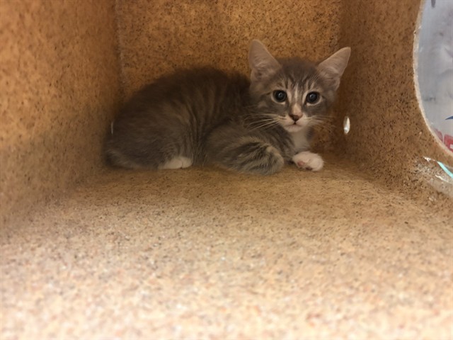 Shelter Stray Male Cat last seen MAGNOLIA X JEFFERSON, Jurupa Valley, CA 92509