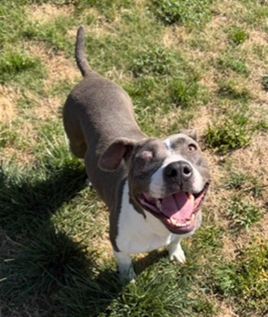 Shelter Stray Female Dog last seen CHARLOTTE, Charlotte, NC 28217