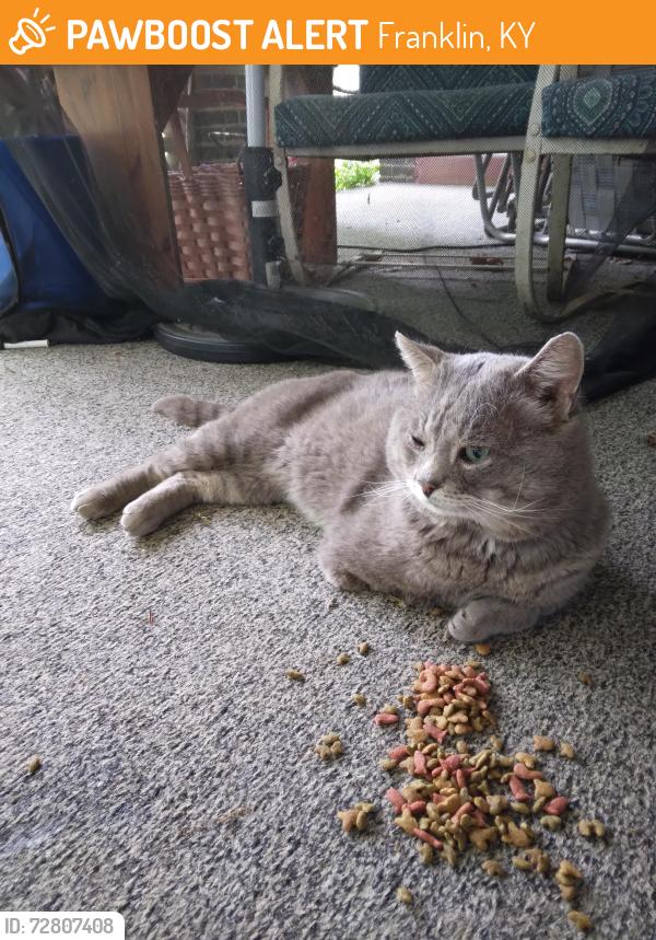 Found/Stray Male Cat last seen Franklin KY, Franklin, KY 42134