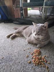 Found/Stray Male Cat last seen Franklin KY, Franklin, KY 42134