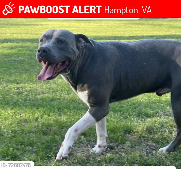 Lost Male Dog last seen Mehrens ct and Nickerson blvd, Hampton, VA 23663