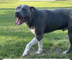Lost Male Dog last seen Mehrens ct and Nickerson blvd, Hampton, VA 23663