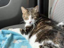 Lost Male Cat last seen Near Brickyard Rd, NY State Thruway Mile 292, Warners, NY, 13164, Warners, NY 13164