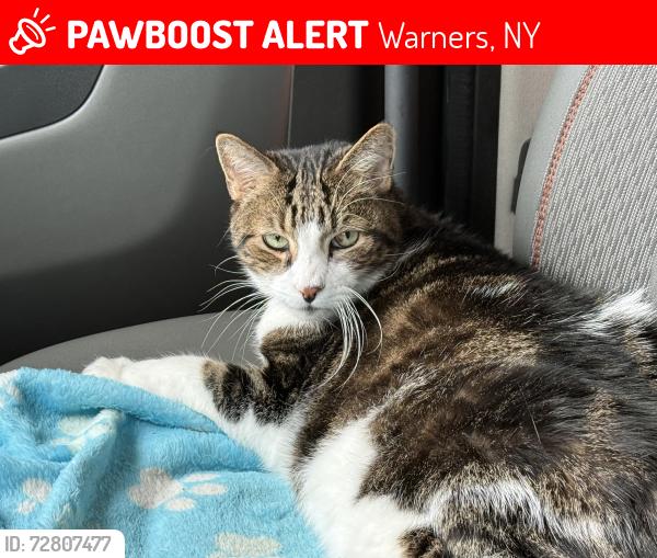 Lost Male Cat last seen Near Brickyard Rd, NY State Thruway Mile 292, Warners, NY, 13164, Warners, NY 13164