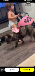 Lost Female Dog last seen Near w wolf st, Phoenix, AZ 85033