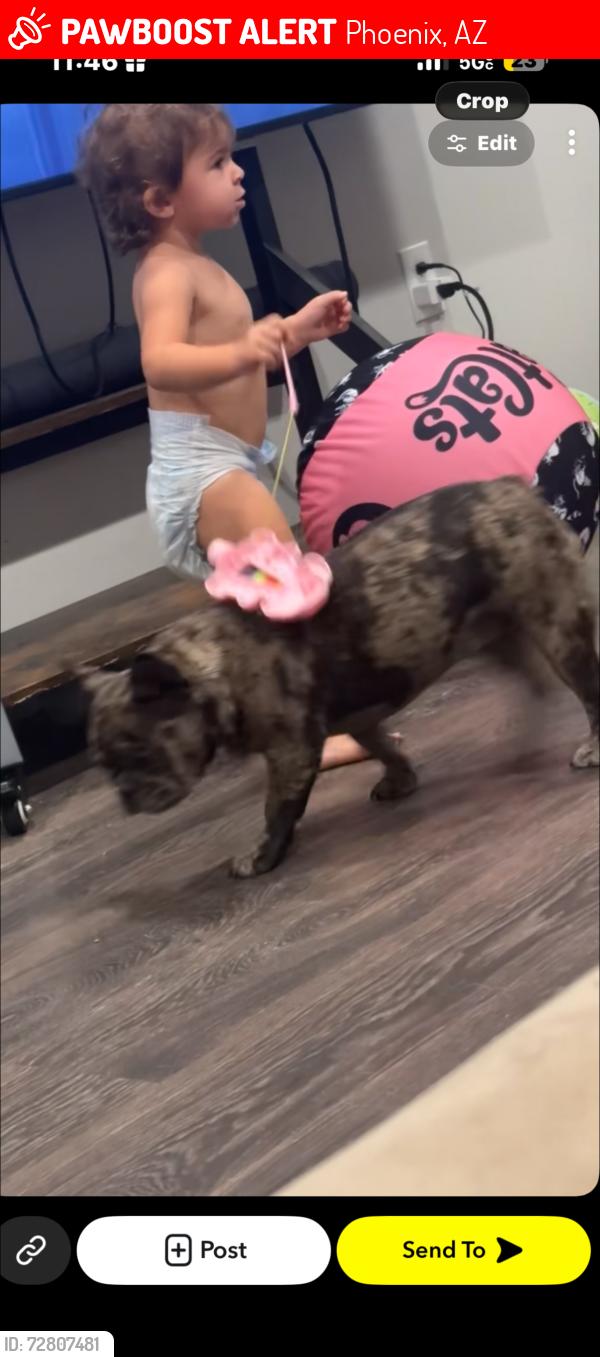 Lost Female Dog last seen Near w wolf st, Phoenix, AZ 85033