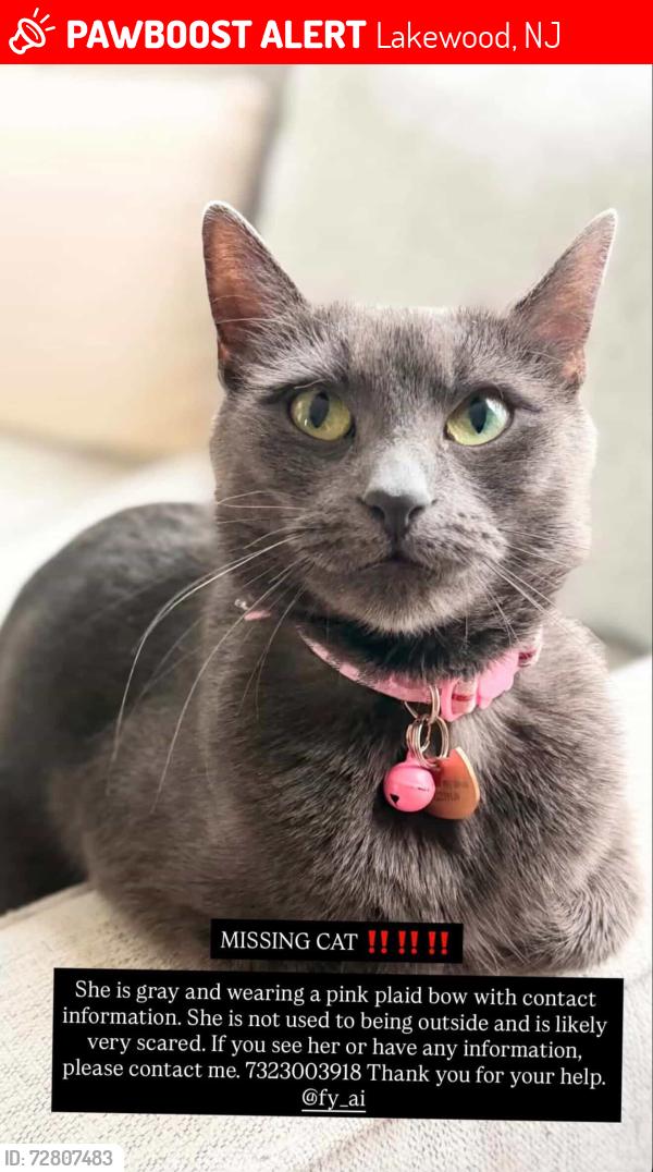 Lost Female Cat last seen In front of the apmt, Lakewood, NJ 08701
