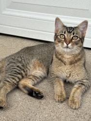 Found/Stray Unknown Cat last seen High plains, green hill, hill haven, Arlington, TX 76014