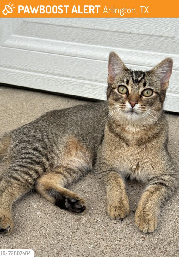 Found/Stray Unknown Cat last seen High plains, green hill, hill haven, Arlington, TX 76014