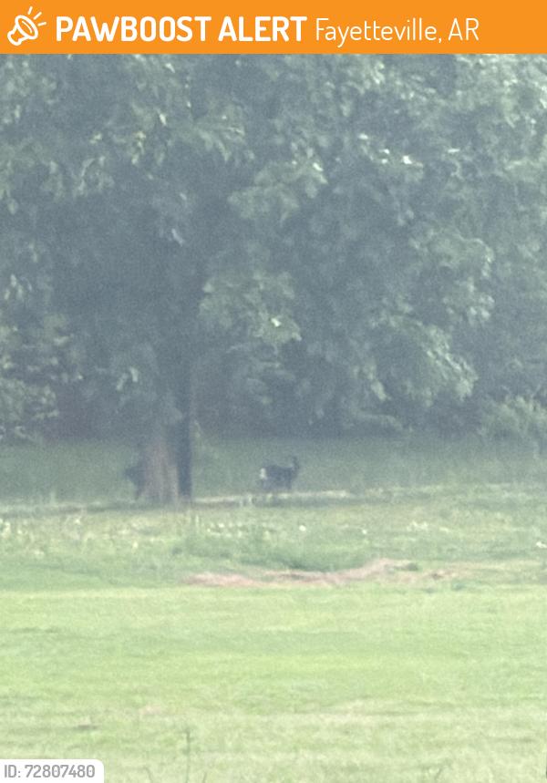 Found/Stray Unknown Dog last seen Walker Park, just minding their own business on a walk, Fayetteville, AR 72701