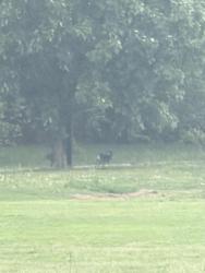 Found/Stray Unknown Dog last seen Walker Park, just minding their own business on a walk, Fayetteville, AR 72701
