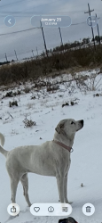 Lost Female Dog last seen Near ecr midland texas, Midland County, TX 79706