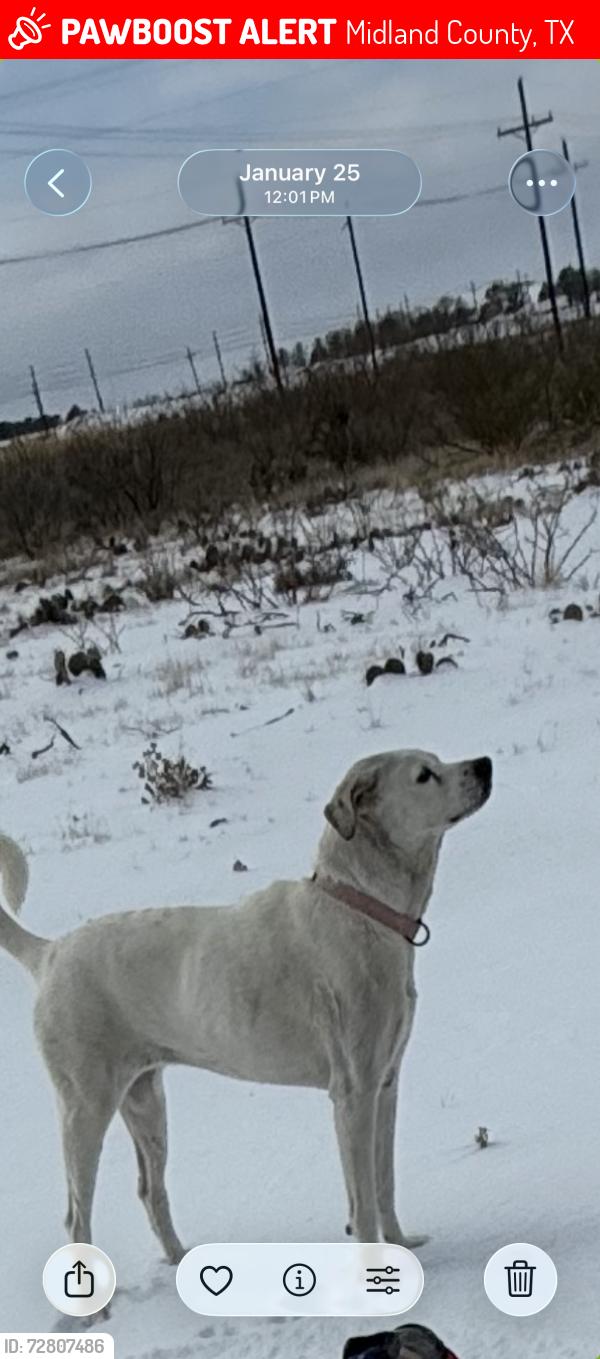 Lost Female Dog last seen Near ecr midland texas, Midland County, TX 79706