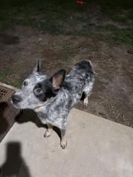 Found/Stray Female Dog last seen Food truck, Houston, TX 77069