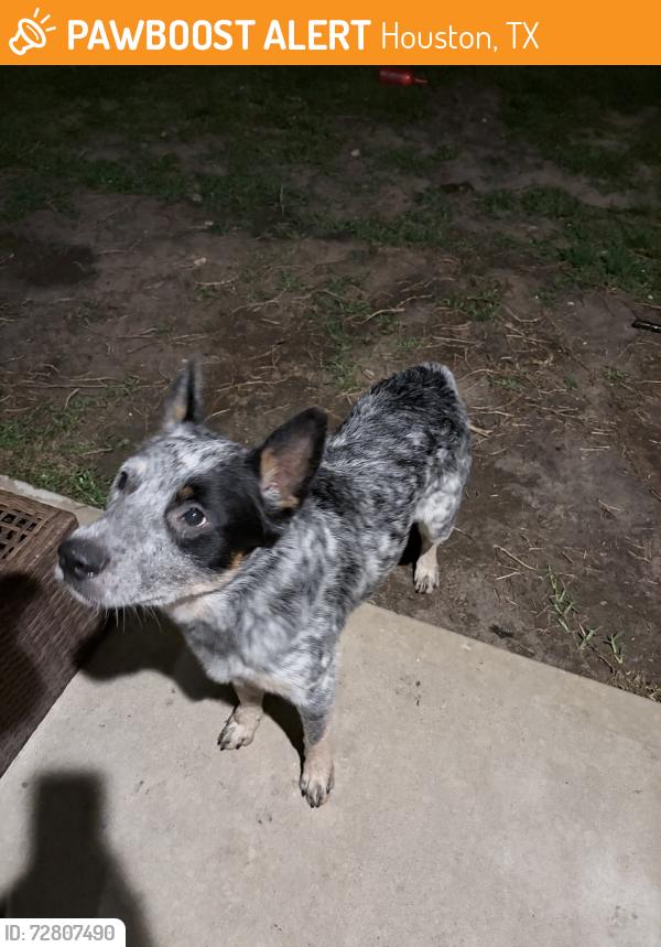 Found/Stray Female Dog last seen Food truck, Houston, TX 77069