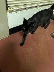Found/Stray Unknown Cat last seen Sunfish Bay Condos Clearwater Fl, Clearwater, FL 33755