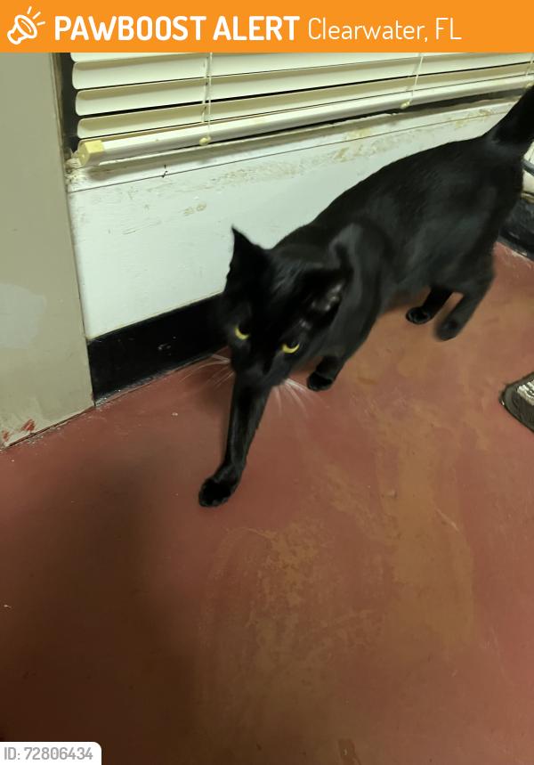 Found/Stray Unknown Cat last seen Sunfish Bay Condos Clearwater Fl, Clearwater, FL 33755